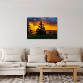Kép - tűlevelűek (üvegen) (70x50 cm)