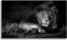 Vászonkép Sötét színek Oroszlán nyugalom 90x60 cm Ajándéknak is tökéletes