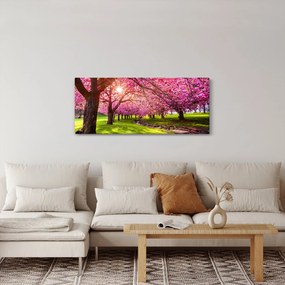 A virágzó cseresznye képe, Hurd Park, Dover, New Jersey (120x50 cm)
