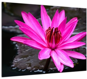 Kép - rózsaszín virág (üvegen) (70x50 cm)