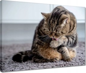 Vászonkép 40x30 Cica