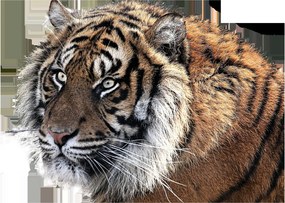 Tigris képe (70x50 cm)