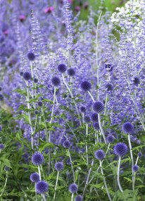 Poszter 20,5x28,4cm Kerti virágok, Assaf Frank