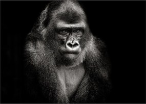 Kép - Gorilla (70x50 cm)