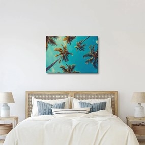 Kép - Magas pálmafák (70x50 cm)