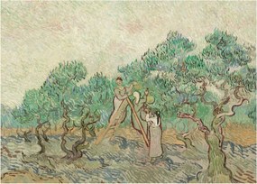 Kép - Vincent van Gogh, The Olive Orchard, reprodukciók (70x50 cm)