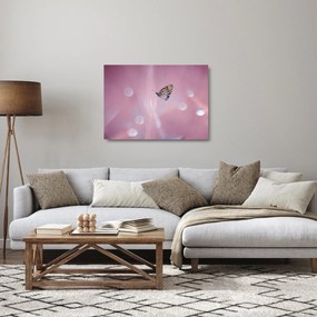 Üveg kép - Pillangó (70x50 cm)