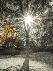 Poszter 30x40cm Napsugarak a fákon át a parkban 2, Assaf Frank