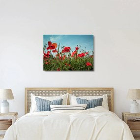 Kép - Pipacsos mező (üvegen) (70x50 cm)