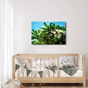Kép - Plumeria (90x60 cm)