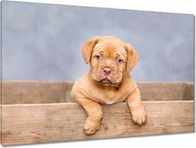 Képek 120x80 DogueDeBordeaux kiskutya