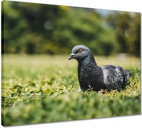 Vászonkép 50x40 Madarak