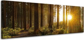 Vászonkép Naplemente Erdő Fák Természet 120x40 cm
