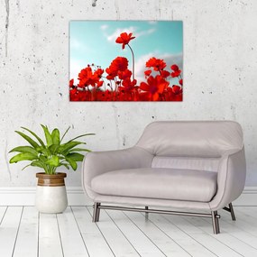 Fényes piros virágokkal rendelkező mező képe (üvegen) (70x50 cm)