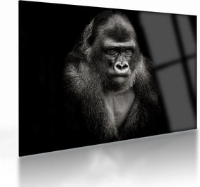 Üveg kép - Gorilla (70x50 cm)