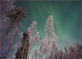 Az aurora borealis képe fagyos fák felett (70x50 cm)