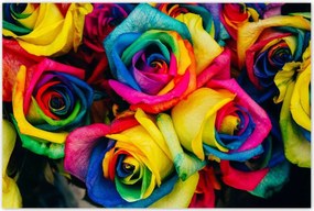 Poszterek 120x80 Színes rózsák Virágok