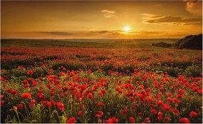 Dekoratív Fotótapéta Hálószobába Pipacs mező 416x254 Ragasztó