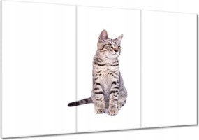 Képek 120x80 Cica Cicák Macskák