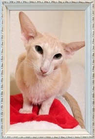 Keret készen áll a kép felakasztására és elhelyezésére 15x23 fa 15 tömeg