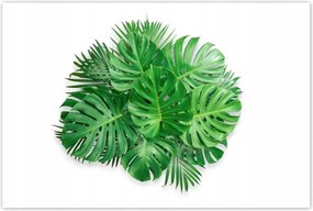 Poszterek 120x80 Monstera Lyukas levelek