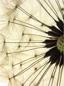 Pitypang fotótapéta könnyű vinil 184x254 falra nappali szoba +ragasztó