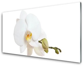 Akrilüveg fotó Természet virág növény 100x50 cm