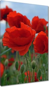Vászonkép 80x120 Mezei pipacsok az égbolt hátterében