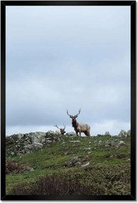 Poszter keretben 40x60 Szarvas felszarvazott