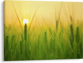 Kép - Mező gabonával (70x50 cm)