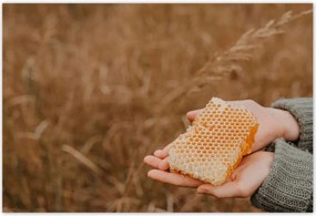 Poszterek 155x105 Méz Méhészet