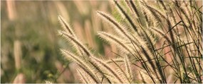Kép - Gabona (120x50 cm)