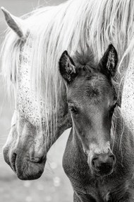 Fotográfia The Foal, Jacky Parker