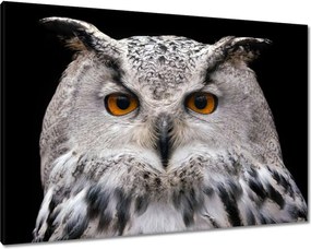 Vászonkép 100x70 Szibériai pihe-puha bagoly