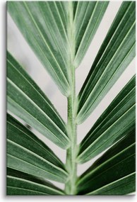 Vászonkép falikép nappaliba zöld pálmalevél 80x120