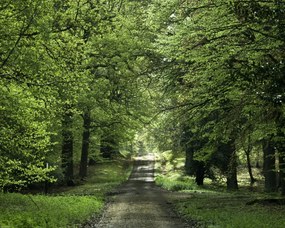 Poszter 50x40cm Tavaszi erdei ösvény, Assaf Frank