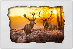Poszterek 90x60 Szarvasok a réten