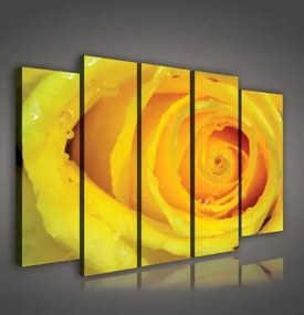 Vászonkép 150x100 Sárga rózsa cseppek frissesség természet makro finomság szépség