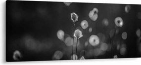 Kép - Pamutfű a réten (120x50 cm)