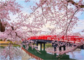 Kép - Hirosaki, Japán (70x50 cm)