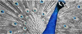 Kék páva képe (120x50 cm)