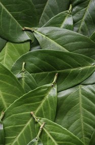 Poszter 56,6x86,4cm Zöld levelek, Assaf Frank