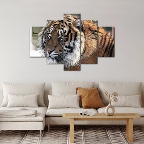Tigris képe (150x105 cm)
