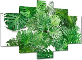 Képek 150x105 Monstera Lyukas levelek