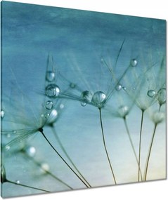 Vászonkép 90x90 Pitypang Virág Virágok