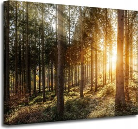 Vászonkép Nyírfák Napfény Reggel 50x40 cm Ajándéknak is tökéletes