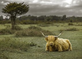 Poszter 70x50cm Tehén a faluban 2, Assaf Frank