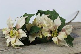 Krém színű mikulásvirág csokor 68cm