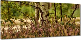 Vászonkép 150x70 Nyírfa a hangák között Erdő