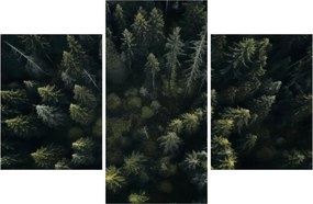 Kép - Forest (90x60 cm)